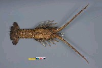 藏品(褐黃脊龍蝦)的圖片